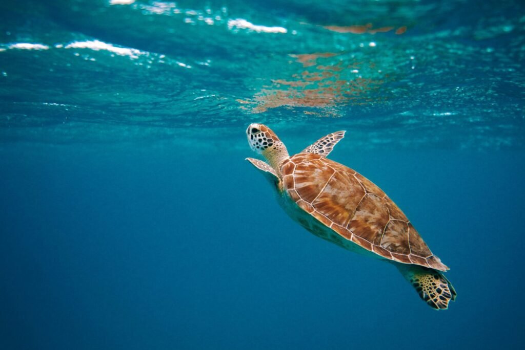 Turkey yacht charter